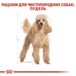 Корм для дорослих собак породи Пудель ROYAL CANIN POODLE ADULT - Зображення 6