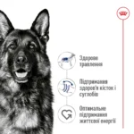 Корм для дорослих собак великих порід ROYAL CANIN MAXI AGEING 8+(віком від 8 років) 15 кг - Зображення 5