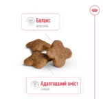 Корм для дорослих собак дрібних порід ROYAL CANIN MINI ADULT 8+(віком від 8 років) 0.8 кг - Зображення 3