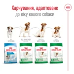 Корм для дорослих собак дрібних порід ROYAL CANIN MINI ADULT 8+(віком від 8 років) 0.8 кг - Зображення 2