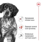 Корм для дорослих собак середніх порід віком ROYAL CANIN MEDIUM ADULT 7+(від 7 років) - Зображення 5