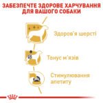 Вологий корм для дорослих собак ROYAL CANIN POODLE ADULT 0,085кг - Зображення 5