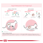 ROYAL CANIN QUEEN - Зображення 6