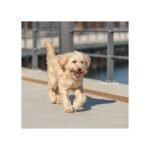 Іграшка Trixie для собак Кавун з пискавкою латекс світло-зелений-червоний 15,5 см - Зображення 2