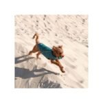 Жилет Pet Fashion E.Vest для собак морська хвиля - Зображення 2