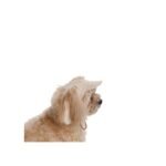 Кепка Pet Fashion Glamor для собак - Зображення 4